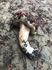 Leccinum manzanitae