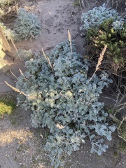 Artemisia pycnocephala