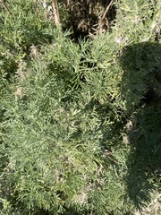 Lupinus arboreus