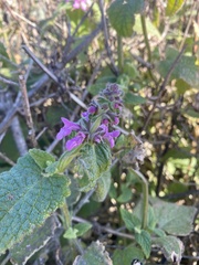 Stachys bullata