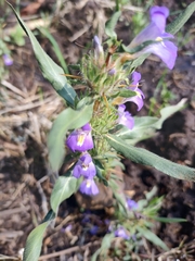 Hygrophila