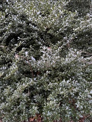 Ilex × meserveae