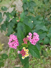 Lantana trifolia