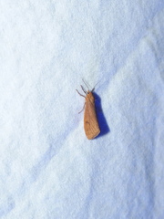 Virbia aurantiaca