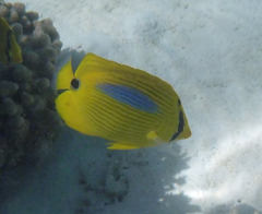 Chaetodon plebeius