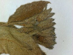 Pulmonaria saccharata