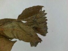 Pulmonaria saccharata