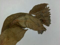 Pulmonaria saccharata