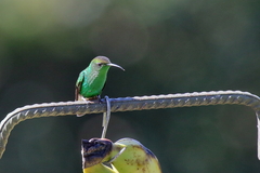 Microchera cupreiceps