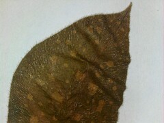 Pulmonaria saccharata