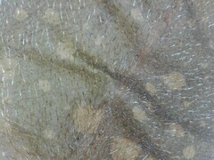 Pulmonaria saccharata