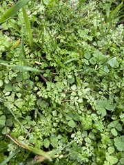 Limnanthes macounii