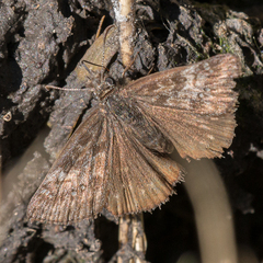 Erynnis persius