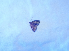 Perispasta caeculalis