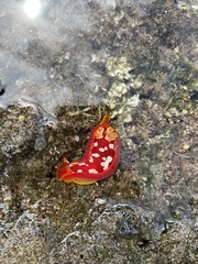 Hexabranchus