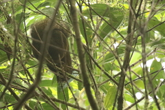 Sciurus granatensis