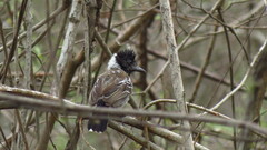 Thamnophilus bernardi