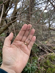 Philadelphus lewisii
