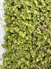 Hydrocotyle batrachium