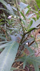 Solanum aviculare