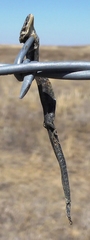 Plestiodon multivirgatus
