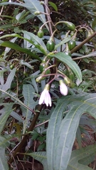 Solanum aviculare