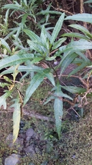 Solanum aviculare