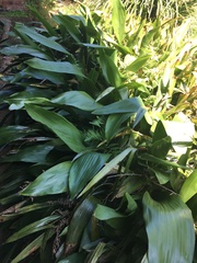 Aspidistra elatior