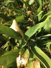 Aspidistra elatior