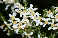 Olearia algida