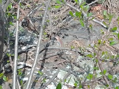 Sceloporus parvus