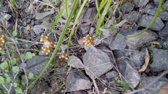 Helichrysum luteoalbum