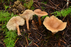Pseudoomphalina
