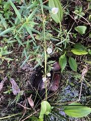 Echinodorus cordifolius