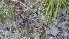 Helichrysum luteoalbum