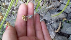 Helichrysum luteoalbum