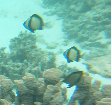 Dascyllus reticulatus