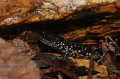 Plethodon albagula