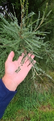 Sophora microphylla