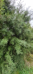 Sophora microphylla