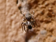 Larinioides sclopetarius