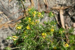 Phyllota pleurandroides