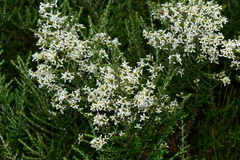 Olearia algida