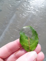 Elaeagnus pungens