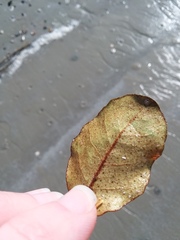 Elaeagnus pungens