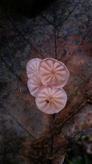Marasmius haematocephalus