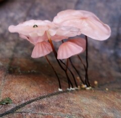 Marasmius haematocephalus