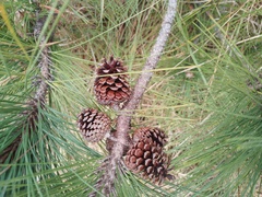 Pinus caribaea