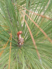 Pinus caribaea