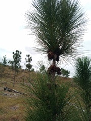 Pinus caribaea